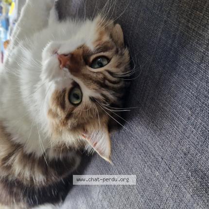 Photo 1/1 Happy Chat lost in Bessancourt