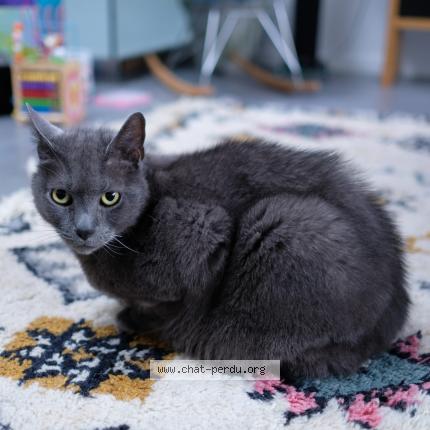 Photo 1/1 Rambo Chat lost in Saint maur des fosses