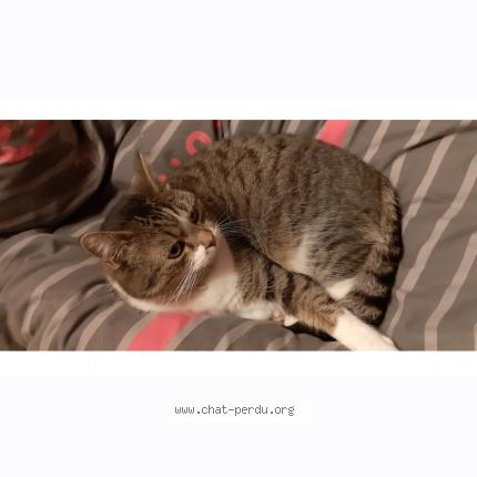 Photo 1/1 Tessa Chat lost in Namur naninne