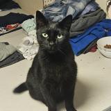 Picture of cat lost at Riverview