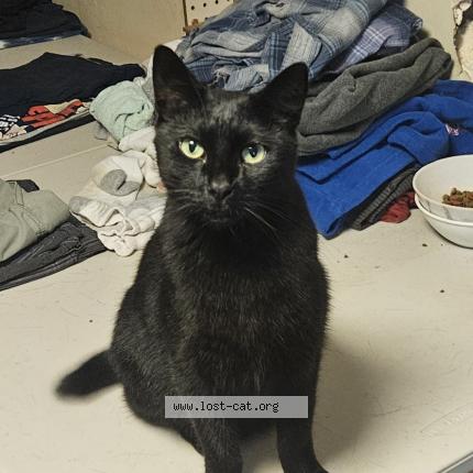 Photo 1/1 Halftail Chat lost in Riverview