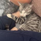 Picture of cat lost at Vierzon