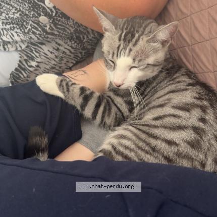 Photo 1/1 Milo Chat lost in Vierzon