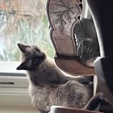 Picture of cat found at Francheville