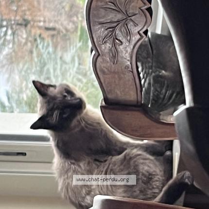 Photo 1/1 Found cat Found in Francheville