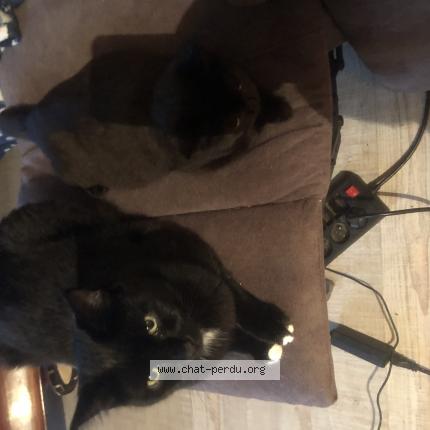 Photo 1/1 Winnie Chat lost in Choisy le roi