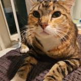 Picture of cat lost at Portland