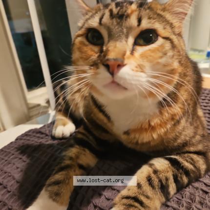 Photo 1/1 Tiny Chat lost in Portland