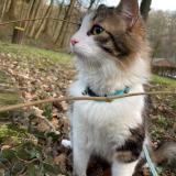 Picture of cat lost at Montreuil