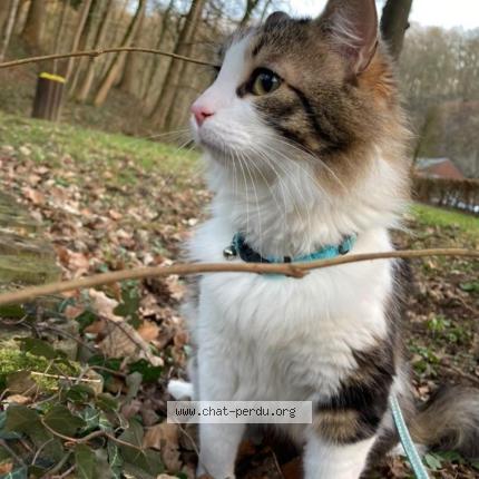 Photo 1/1 Réglisse Chat lost in Montreuil