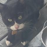 Picture of cat found at Allston