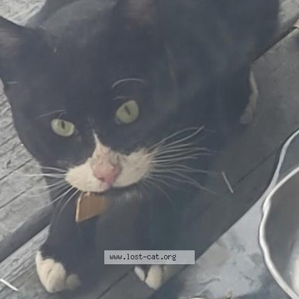 Photo 1/1 Found cat Found in Allston