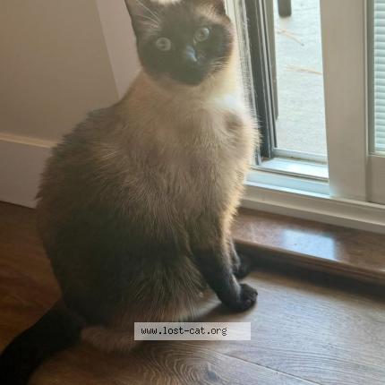 Photo 1/1 Jinx Chat lost in Vernon