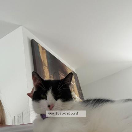 Photo 1/1 VENUS Chat lost in Boca raton