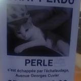 Picture of cat lost at Agen