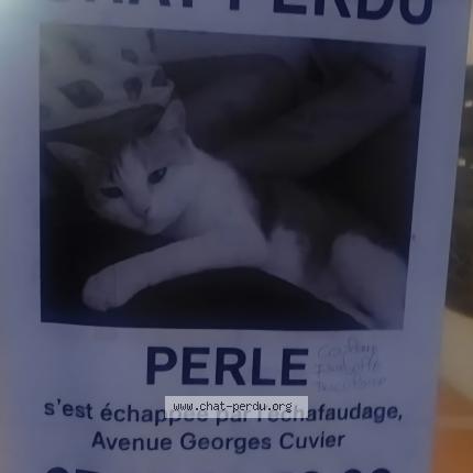 Photo 1/1 Perle Chat lost in Agen