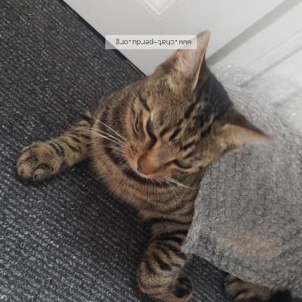 Photo 1/4 Cookie Chat lost in Le fouilloux