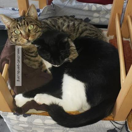 Photo 2/4 Cookie Chat lost in Le fouilloux