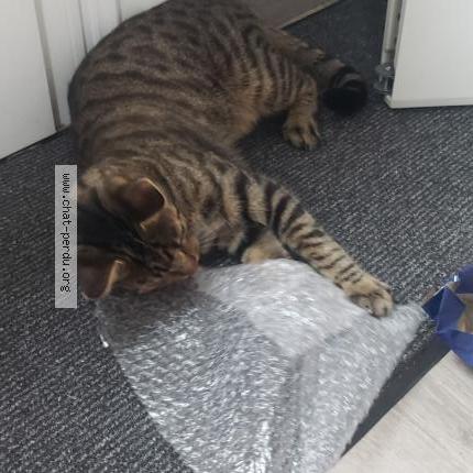 Photo 3/4 Cookie Chat lost in Le fouilloux