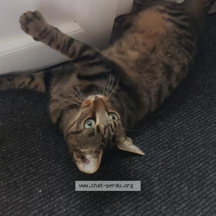 Photo 4/4 Cookie Chat lost in Le fouilloux