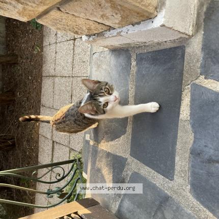 Photo 1/1 BAHIA Chat lost in Villeparisis