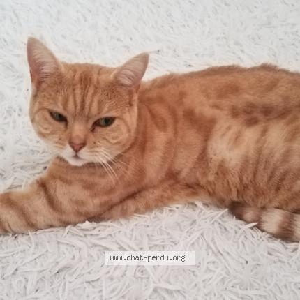 Photo 1/1 Dune Chat lost in Champniers