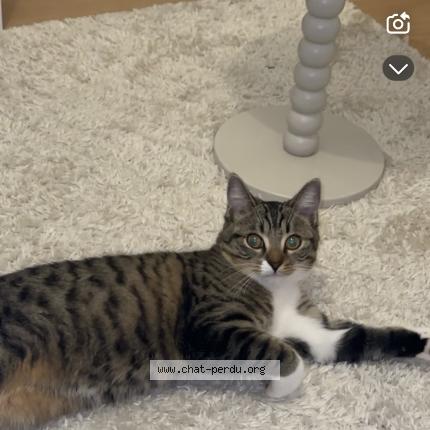 Photo 1/1 Nala Chat lost in Coullons