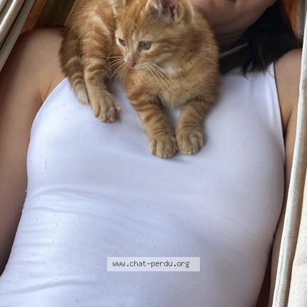 Photo 1/1 Sacha Labat Chat lost in Salles