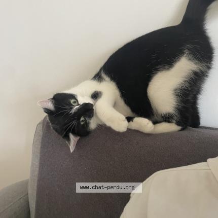 Photo 1/1 Zirah Chat lost in Bretteville sur odon