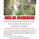 Picture of cat lost at Caromb