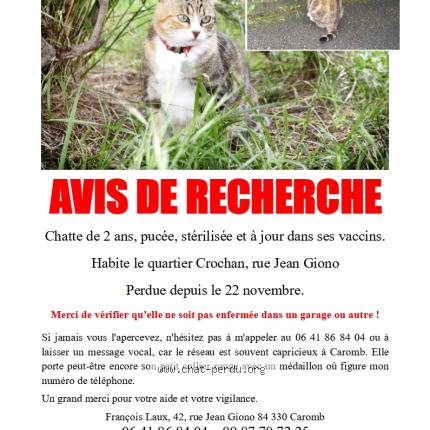 Photo 1/4 Titine Chat lost in Caromb