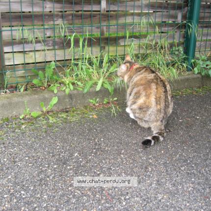 Photo 2/4 Titine Chat lost in Caromb