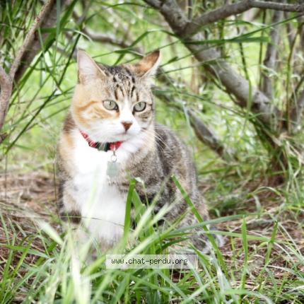 Photo 3/4 Titine Chat lost in Caromb