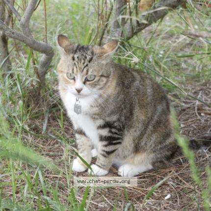 Photo 4/4 Titine Chat lost in Caromb