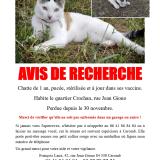 Picture of cat lost at Caromb