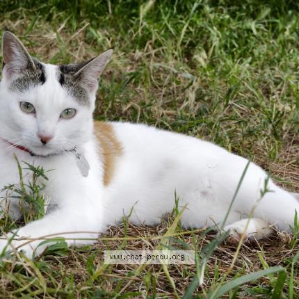 Photo 2/4 Popcorn Chat lost in Caromb