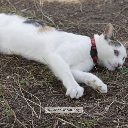 Photo 3/4 Popcorn Chat lost in Caromb