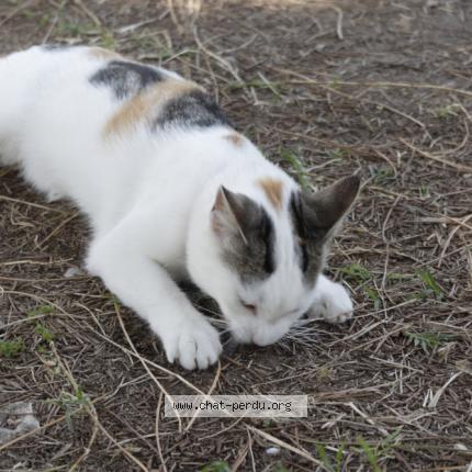 Photo 4/4 Popcorn Chat lost in Caromb