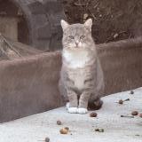 Picture of cat found at Landevieille