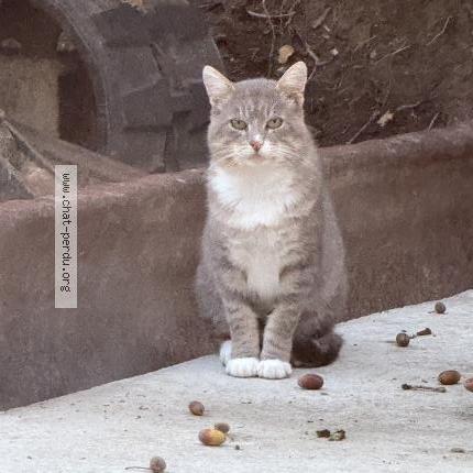 Photo 1/1 Found cat Found in Landevieille