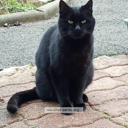 Photo 1/1 Cat reunited Found in Villie morgon