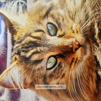 Photo 1/1 Florette Chat lost in Gap