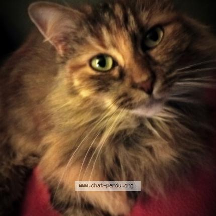 Photo 1/1 Pépette Chat lost in Hasnon