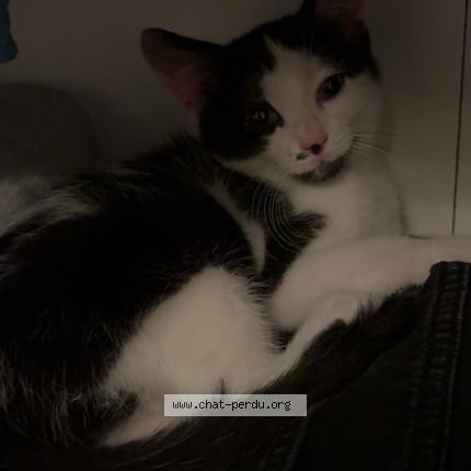 Photo 1/1 Chems Chat lost in Nantes