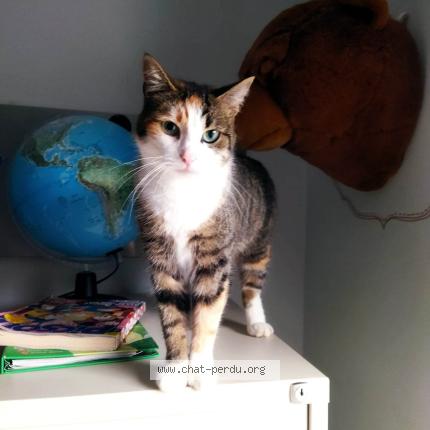 Photo 1/1 Marguerite Chat lost in Bailleul