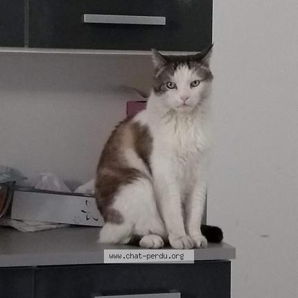 Photo 1/1 Lily Chat lost in Libourne