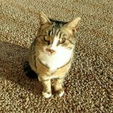 Picture of cat found at Aix En Provence