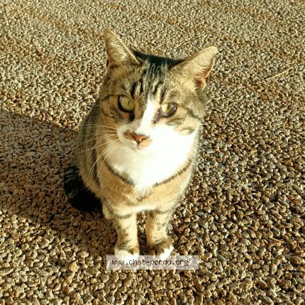 Photo 1/1 Found cat Found in Aix en provence