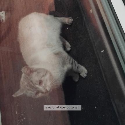 Photo 1/1 Found cat Found in Graces