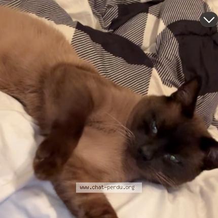 Photo 1/1 Reunited cat Lost in Longueuil